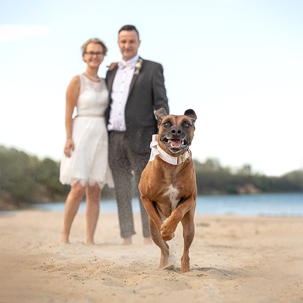 Rhodesian Ridgeback, Strand, Hochzeit, Fotoshooting mit Hund