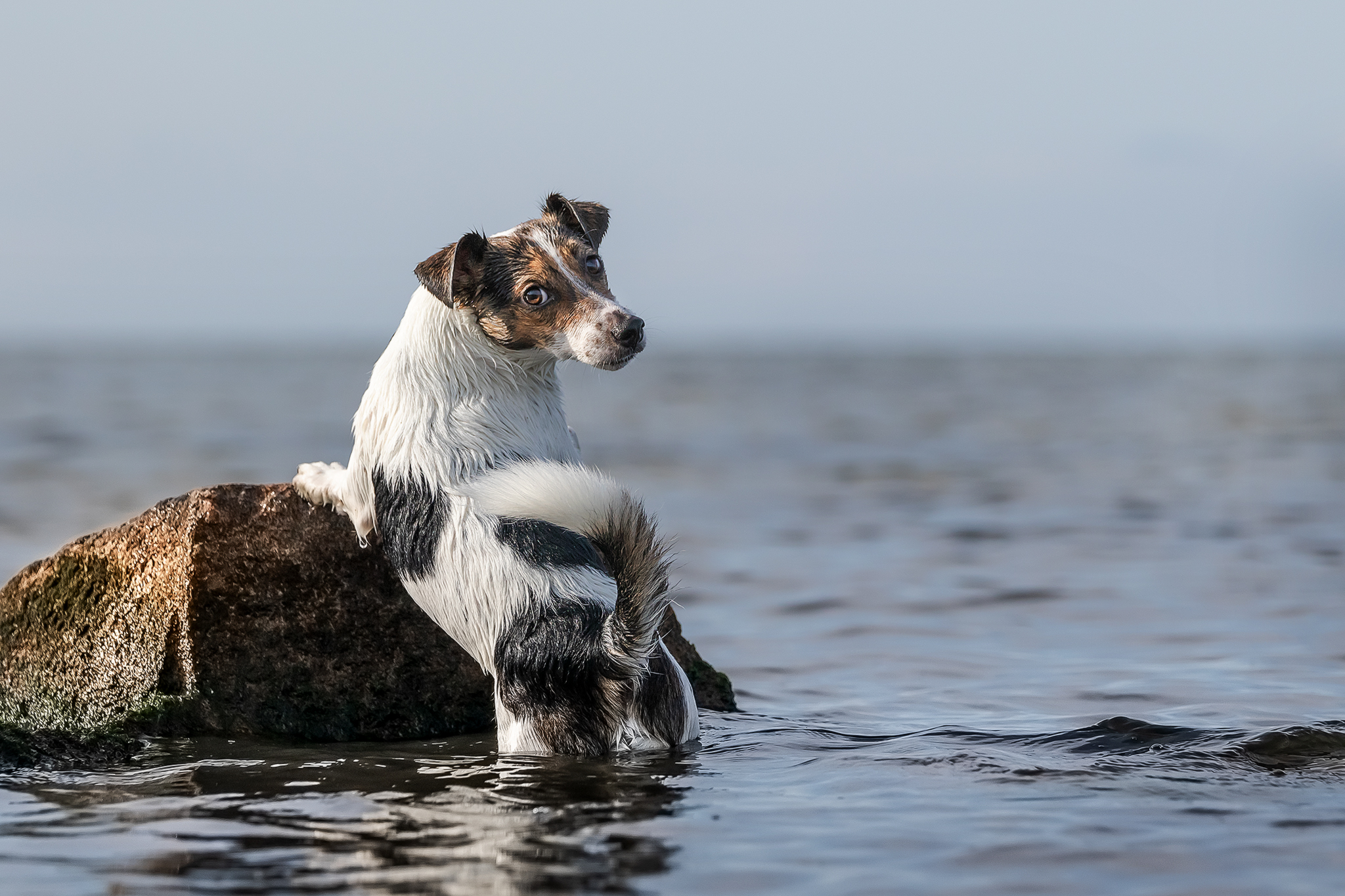 Black passion, Holy Pulver, Hundefotoshooting, Wismar, Schwerin, Border Collie, Jack Russel Kopie
