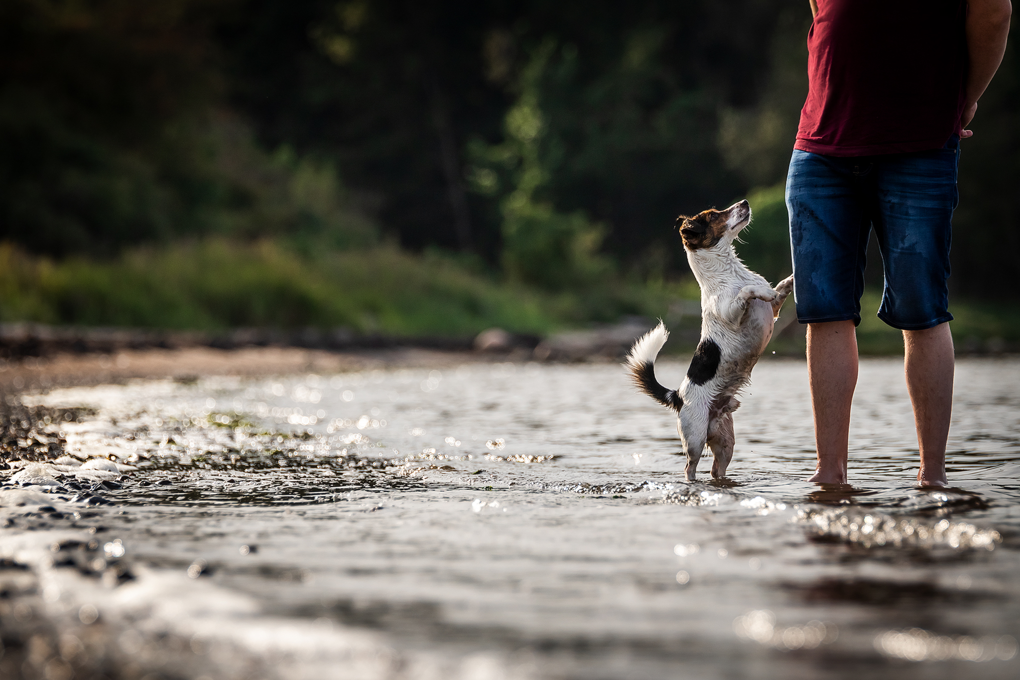 Black passion, Holy Pulver, Hundefotoshooting, Wismar, Schwerin, Border Collie, Jack Russel Kopie