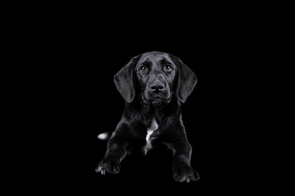schwarzer Hund, schwarzer Hinterrgund, Tierschutz Mölln, Fotoaktion, Spendenaktion