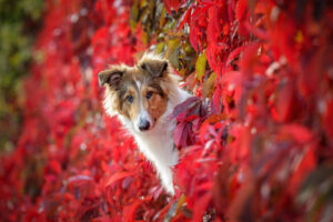 Collie vor leuchtend rotem Herbstlaub bei einem Hundefotoshooting